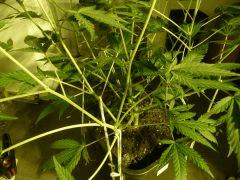 critical skunk#15 Mr Nice