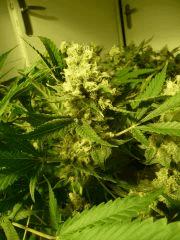 critical skunk#15 Mr Nice