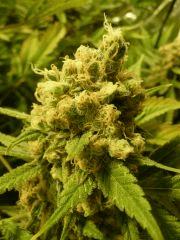 critical skunk#15 Mr Nice
