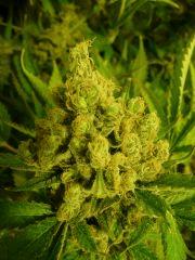 critical skunk#15 Mr Nice F+70