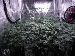critical skunk#15 Mr Nice F+9