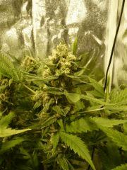 critical skunk#15 Mr Nice