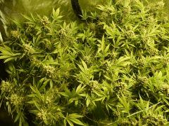 critical skunk#15 Mr Nice