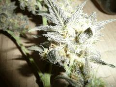 critical skunk#15 Mr Nice Cut day