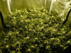 critical skunk#15 Mr Nice