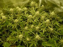 critical skunk#15 Mr Nice
