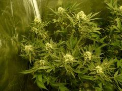 critical skunk#15 Mr Nice