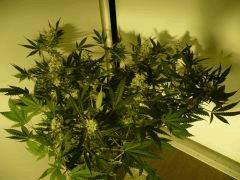 critical skunk#15 Mr Nice