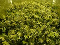 critical skunk#15 Mr Nice F+70