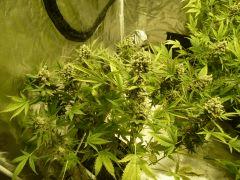critical skunk#15 Mr Nice
