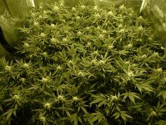 critical skunk#15 Mr Nice