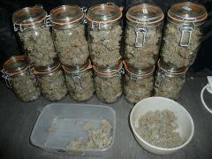 Recolte bocaux critical skunk #15 Mr nice
