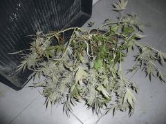 critical skunk#15 Mr Nice n°7