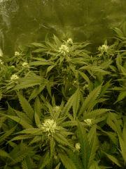 critical skunk#15 Mr Nice