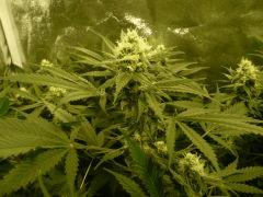 critical skunk#15 Mr Nice