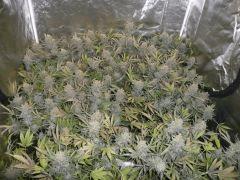 critical skunk#15 Mr Nice F+75