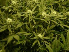critical skunk#15 Mr Nice