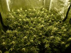 critical skunk#15 Mr Nice
