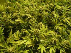 critical skunk#15 Mr Nice F+70