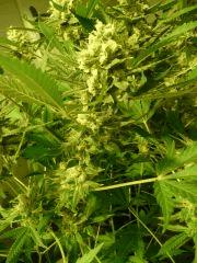 critical skunk#15 Mr Nice