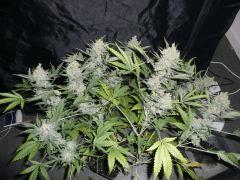 critical skunk#15 Mr Nice