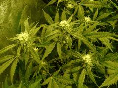 critical skunk#15 Mr Nice