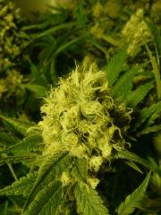 critical skunk#15 Mr Nice