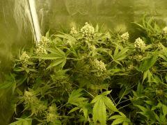 critical skunk#15 Mr Nice