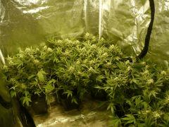 critical skunk#15 Mr Nice