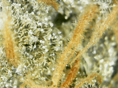 Critical skunk 15 macro
