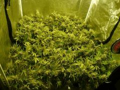critical skunk#15 Mr Nice