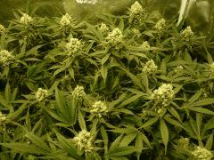 critical skunk#15 Mr Nice