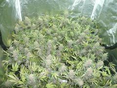 critical skunk#15 Mr Nice F+75