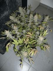 critical skunk#15 Mr Nice n°2