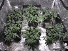 critical skunk#15 Mr Nice