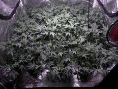 critical skunk#15 Mr Nice