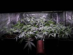 critical skunk#15 Mr Nice