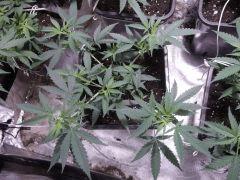 critical skunk#15 Mr Nice