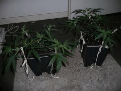 critical skunk#15 Mr Nice