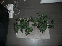 critical skunk#15 Mr Nice