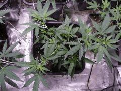 critical skunk#15 Mr Nice
