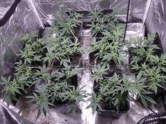 critical skunk#15 Mr Nice