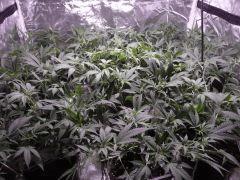 critical skunk#15 Mr Nice
