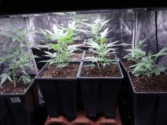 critical skunk#15 Mr Nice