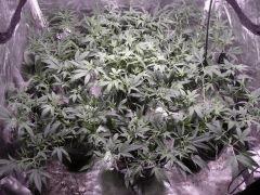 critical skunk#15 Mr Nice