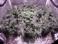 critical skunk#15 Mr Nice