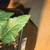 IMG 0476