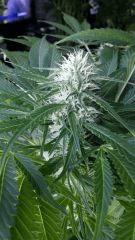 Floraison  43 (5)