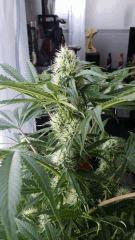 Floraison  36 (16)