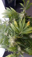 Floraison  63 (13)